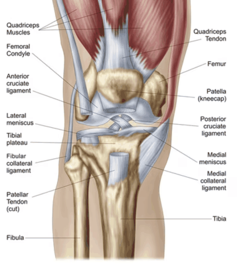 Front view of the knee joint showing the femur, patella, menisci, collateral ligaments, tibia and fibula