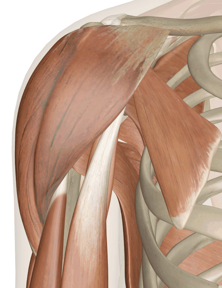 Back view of the shoulder showing the deltoid, rotator cuff muscles, shoulder blade and collarbone